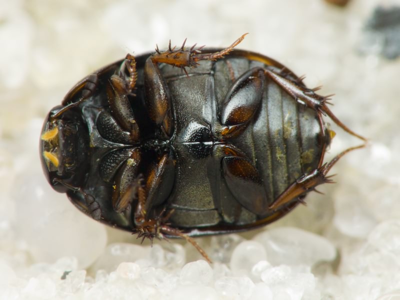 Hydrophilidae LatreiIle, 1802